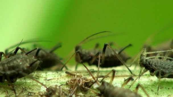 Wiśnia mszyca makro owadów - Materiał filmowy, wideo