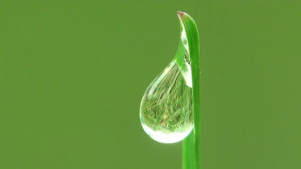 Macro dew dropm grass - Footage, Video