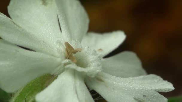 Flor blanca salvaje planes de manzana
 - Imágenes, Vídeo