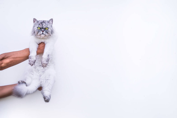 Perzische kat in een handen op een witte achtergrond. - Foto, afbeelding