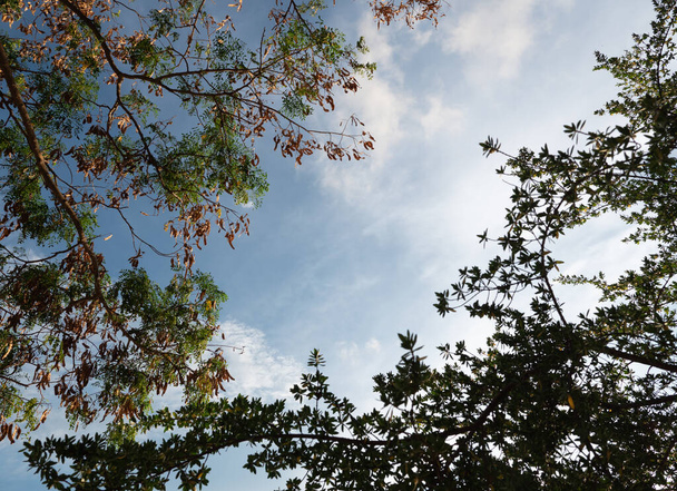 Brunches de árvore abaixo do céu com nuvens
 - Foto, Imagem