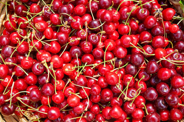 Ripe fruits of the Prunus avium, commonly called wild cherry, sweet cherry, or gean - Photo, Image