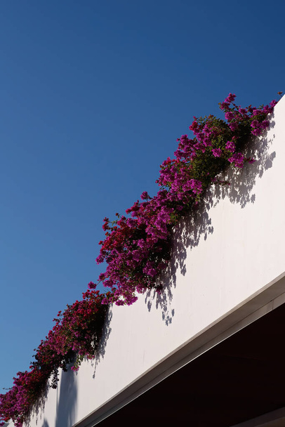 Pink bougainvillea cascading over a white balcony against a clear blue sky - Foto, Imagen