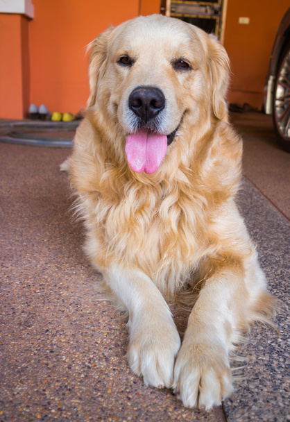 cão golden retriever
 - Foto, Imagem