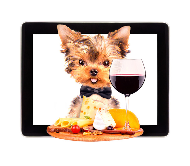 Собака держит поднос с едой на планшете
 - Фото, изображение