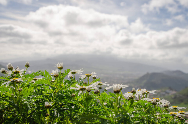 Vista da paisagem do Parque Rural de Anaga, em Santa Cruz de Tenerife. Ilhas Canárias. Espanha
. - Foto, Imagem