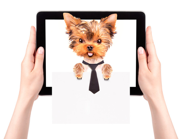Business dog holding banner on a tablet screen - Photo, Image