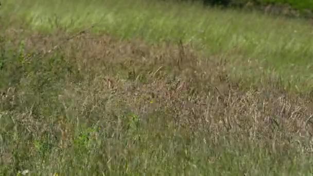 Campo d'erba nel vento estivo - Filmati, video