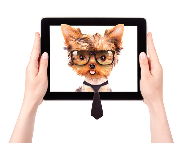 Business dog on a digital tablet screen - Photo, Image