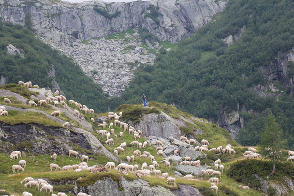 羊飼いの放牧と羊の群れのビューイタリアアルプス、ロンバルディア州、イタリア. - 写真・画像