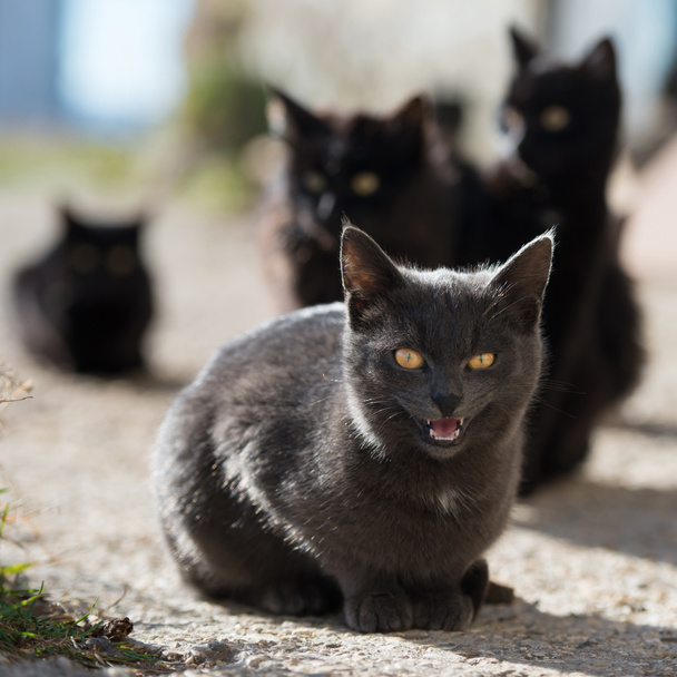 grupo de gatos
 - Foto, Imagem