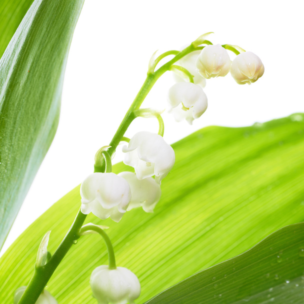 Lilies of the valley - Photo, Image