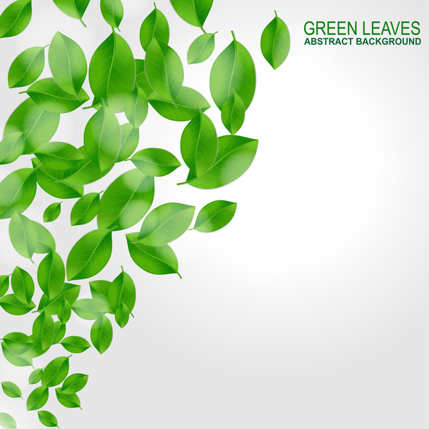 Fundo com folhas verdes frescas
 - Vetor, Imagem