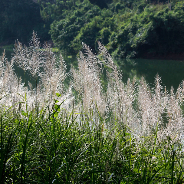 setaceum pennisetum or gramineae grass as nature background - Photo, Image
