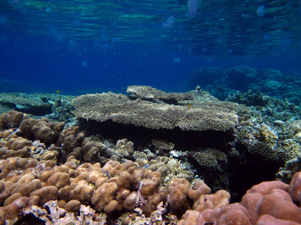Lindos recifes de coral do Mar Vermelho. - Foto, Imagem