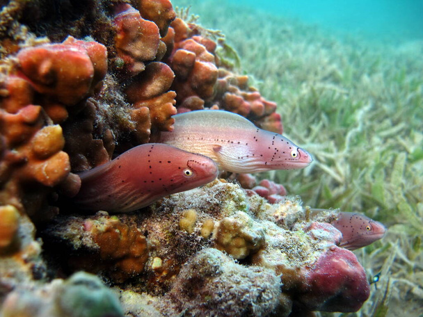 Muränen. Fische - eine Art Knochenfisch Osteichthyes. Muränen (Muraenidae). Paprika-Muränen. - Foto, Bild