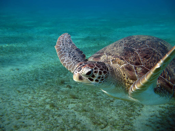 Velká zelená želva na útesech Rudého moře. - Fotografie, Obrázek