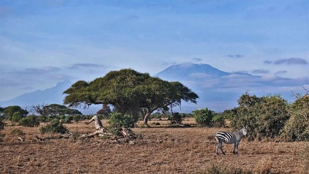 Kenia. Tegen de blauwe lucht, boven de wolken stijgt de prachtige Kilimanjaro met een sneeuwkap op de top. Op de voorgrond droog gras van de savanne, eenzame zebra, paraplu acacia. Amboseli. - Foto, afbeelding