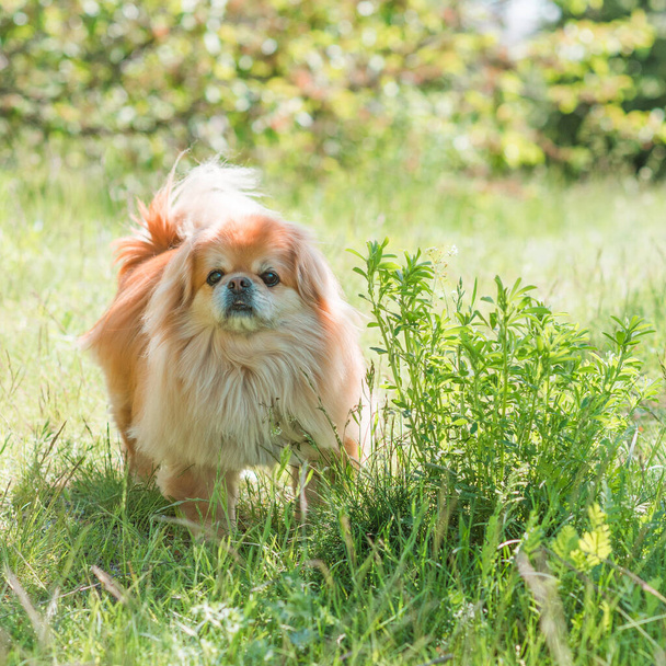 Cute and nice golden pekingese dog in park  - Fotó, kép