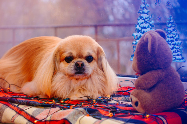 Cute and nice golden pekingese dog  - Photo, Image