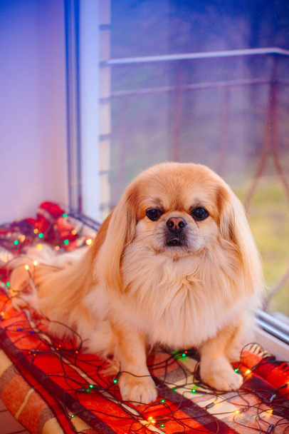 Roztomilý a pěkný zlatý pekingský pes  - Fotografie, Obrázek