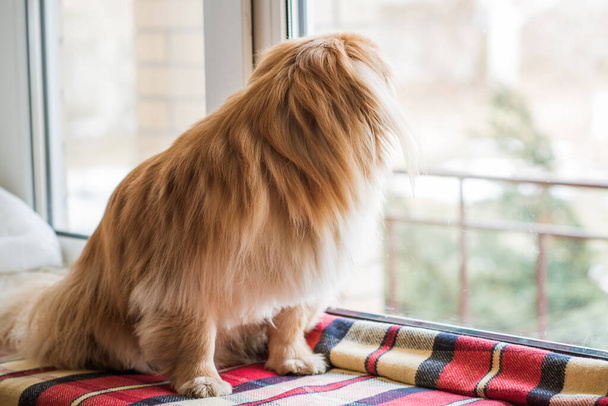 Pieni punainen tiibetiläinen spanieli koira istuu ikkunassa ja odottaa omistajaansa, lemmikkieläinten käsite - Valokuva, kuva
