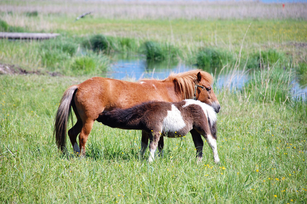 pony zogen - Foto, afbeelding