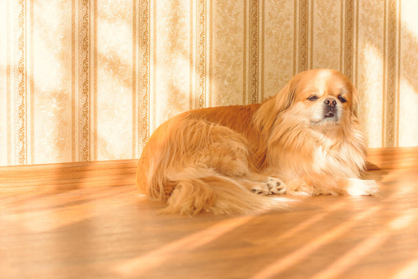 Entzückender Pekinese-Hund im Freien - Foto, Bild