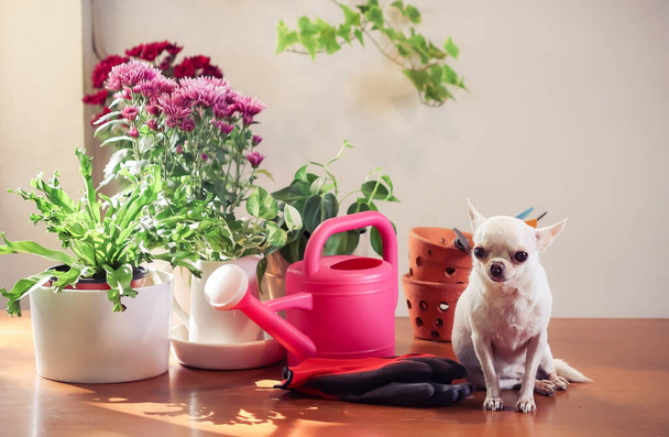 Schattige kleine witte Chihuahua hond zittend op houten tafel met planten in plantenpotten en tuingereedschap, ochtendzonlicht, Tuinieren concept. - Foto, afbeelding