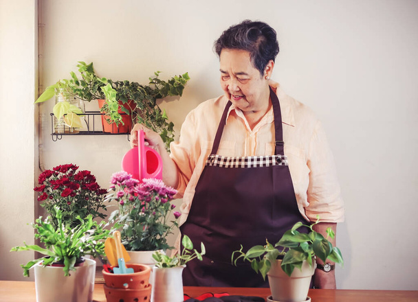 Gelukkig aziatische senior vrouw verzorgen van plant aan houten tafel indoor, water geven bloemen met roze gieter, glimlachen gelukkig om haar planten in plantenpot.Gadening concept. - Foto, afbeelding