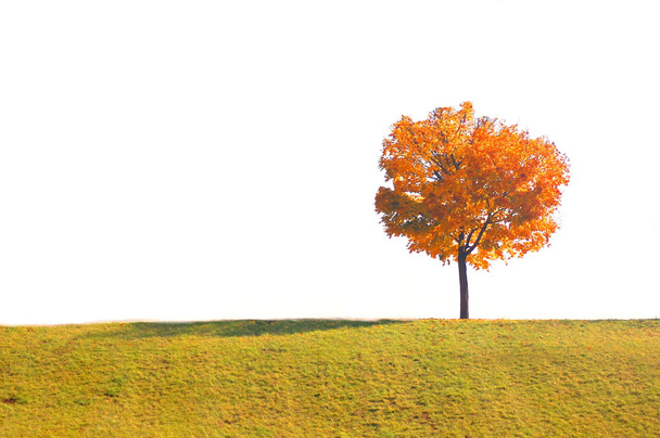 Дерева восени
 - Фото, зображення