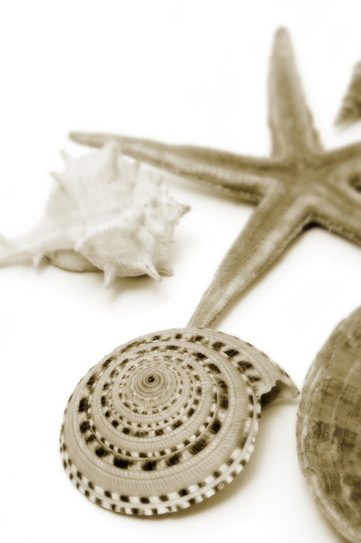 coquillages et étoiles de mer
 - Photo, image