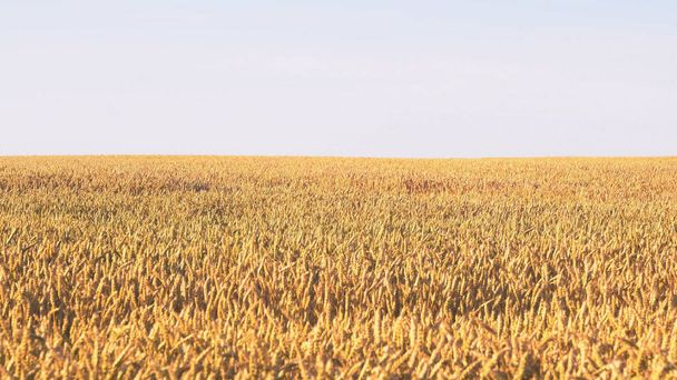 Χρυσός αγρός σιταριού ενάντια στον γαλάζιο ουρανό. Πλούσια έννοια συγκομιδής - Φωτογραφία, εικόνα