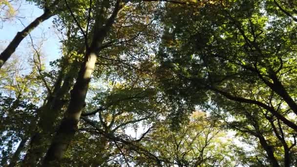 秋の森の風景映像「 Corversボス」とオランダのヒルフェルスムと呼ばれる町の端にあります - 映像、動画
