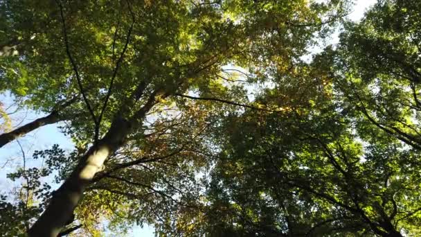 szenische Aufnahmen des herbstlichen Waldes "Corversbos" und liegt am Rande der Stadt Hilversum in den Niederlanden - Filmmaterial, Video