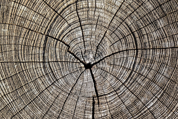 木の輪は木の幹の背景、テキストの背景、ざらざらとした質感を見た - 写真・画像