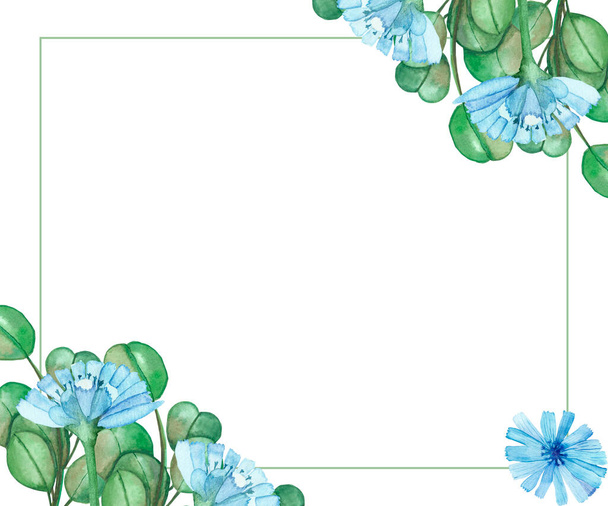 Watercolor hand painted nature herbal squared border frame with green eucalyptus leaves on branch and blue chicory flowers bouquet and line on the white background with the space for text - Foto, Bild