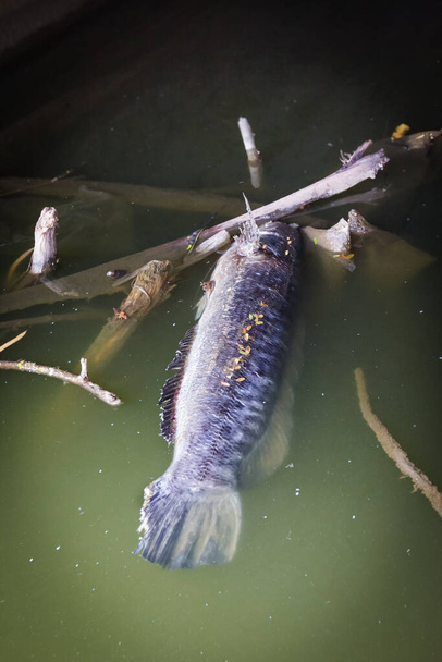 Um peixe morre na água suja
 - Foto, Imagem