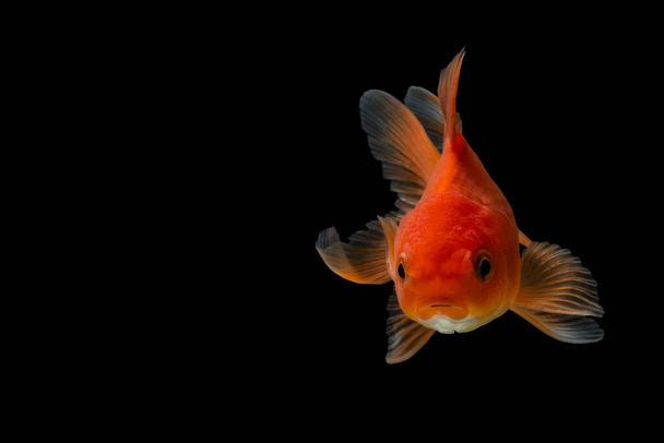 Goldfish no fundo preto
 - Foto, Imagem