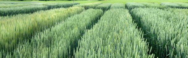 vista de setores divididos parcelas demo de cereais, novas variedades na agricultura
 - Foto, Imagem