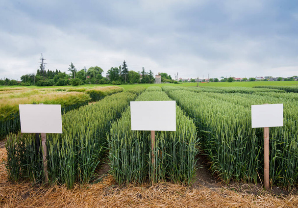 sectores divididos parcelas de demostración de cereales con indicadores, nuevas variedades de trigo de invierno en la agricultura
 - Foto, imagen