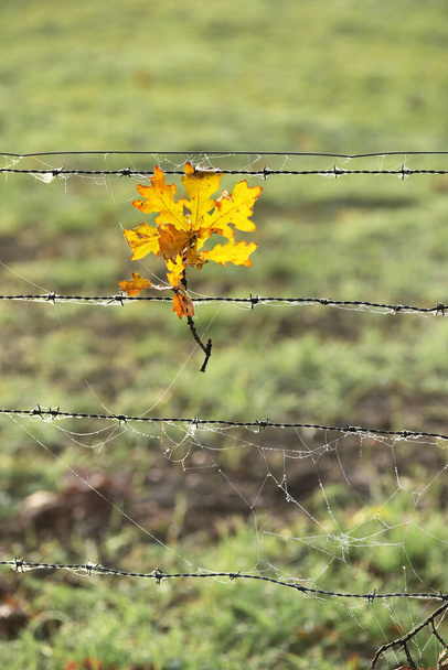Podzimní listy dubu na ostnatém drátu na okraji louky  - Fotografie, Obrázek