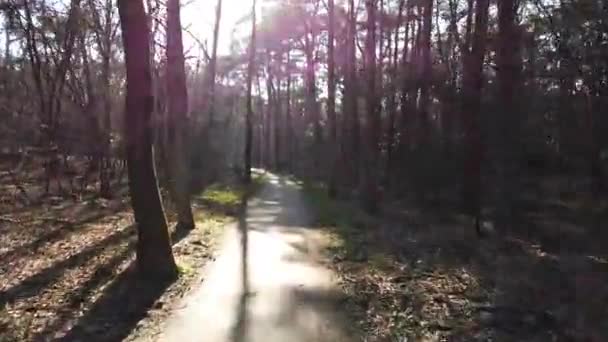 POV Cycling through forest road - Footage, Video
