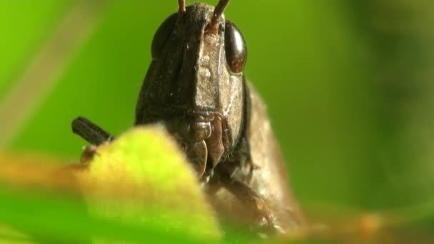 Macro of head grasshopper - Footage, Video