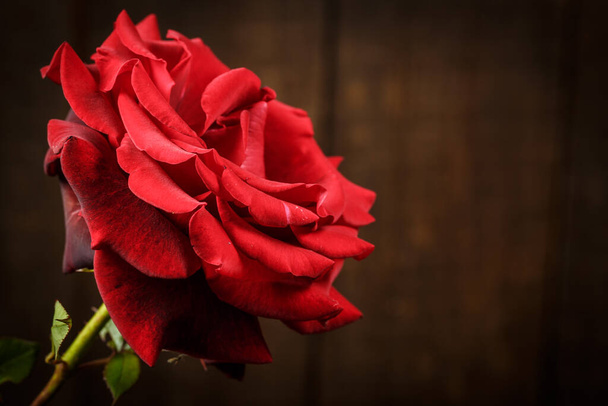 Red rose on a wooden brown background in vintage style - Photo, image