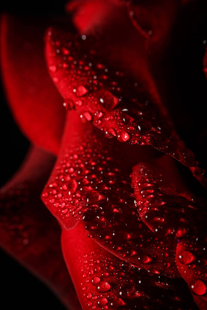 Red rose with dew on a black background - Fotoğraf, Görsel