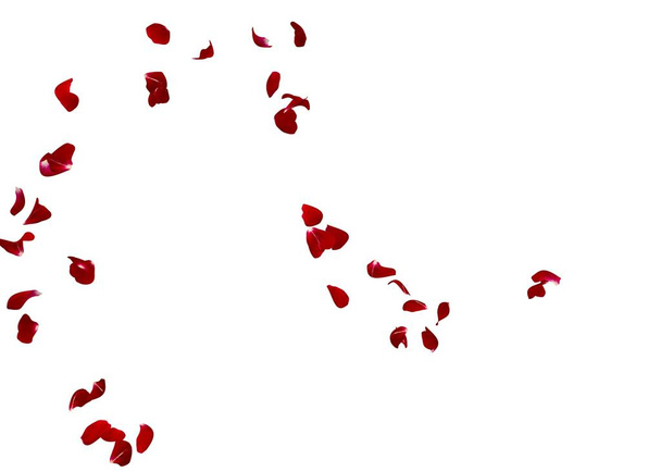 赤いバラの花びらが白い孤立した背景で空中を飛ぶ - 写真・画像