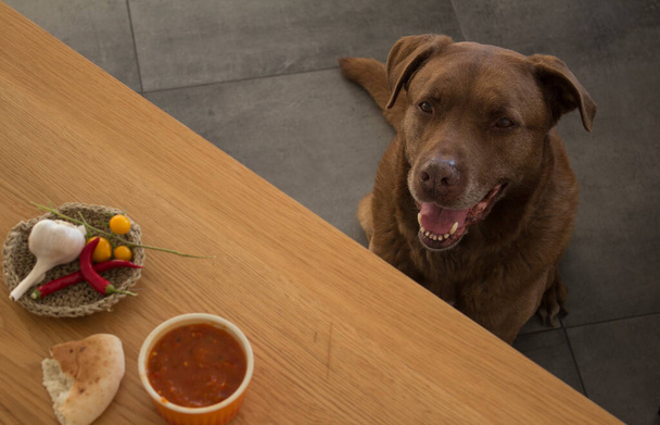 Portrét roztomilého dospělého labradorského psa čekajícího na jídlo pod kuchyňským stolem. Šťastný zvířecí život. Dřevěný stůl, tmavě šedá podlaha pozadí.  - Fotografie, Obrázek