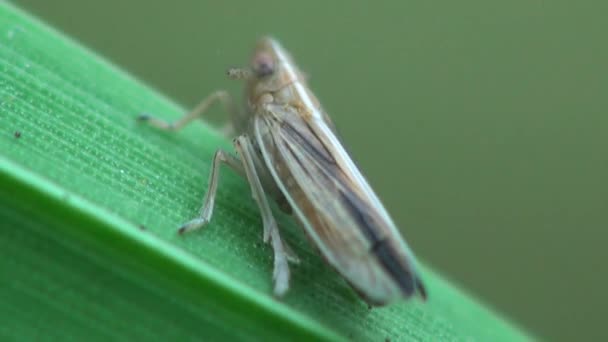 Pequeño mosquito en la hoja de hierba mosquito hierba
 - Metraje, vídeo