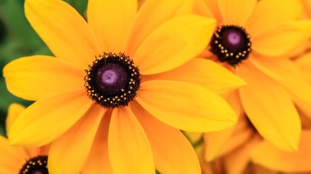 Czarne oczy susan, kwiaty rudbeckia - Materiał filmowy, wideo